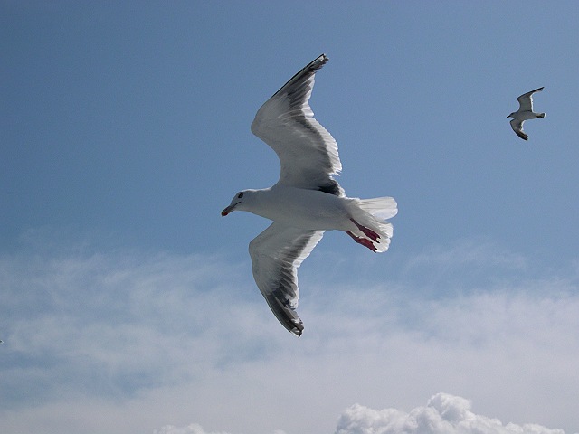 �I�I�Z�O���J����