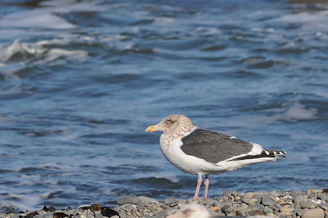 �I�I�Z�O���J����