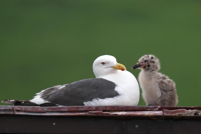 �I�I�Z�O���J����