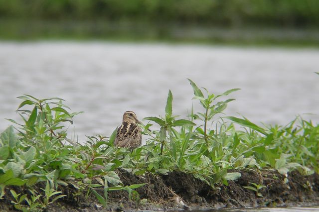 �I�I�W�V�M