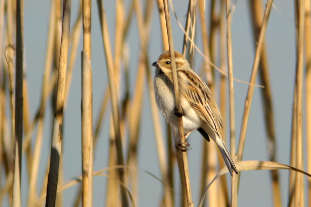 �I�I�W������