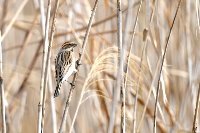 �I�I�W������