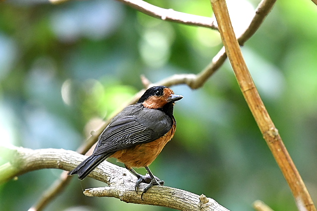 �I�[�X�g�����}�K��