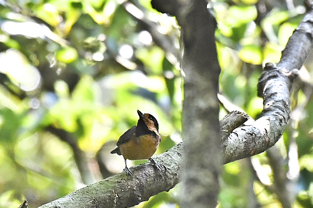 �I�[�X�g�����}�K��