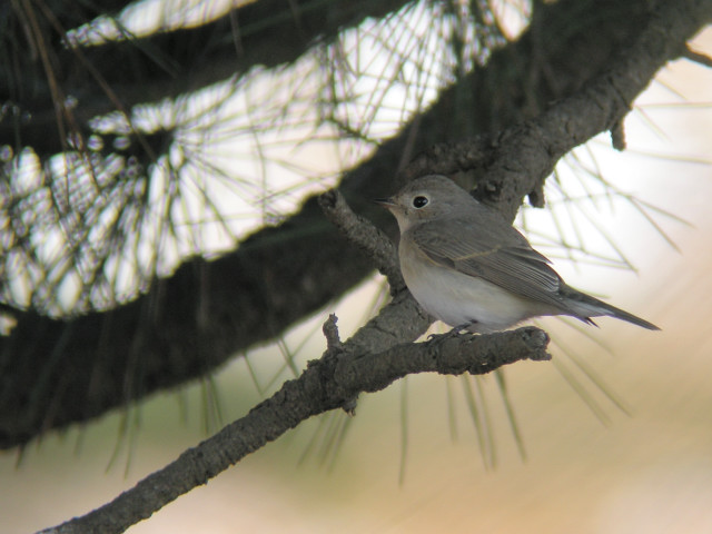 �I�W���r�^�L