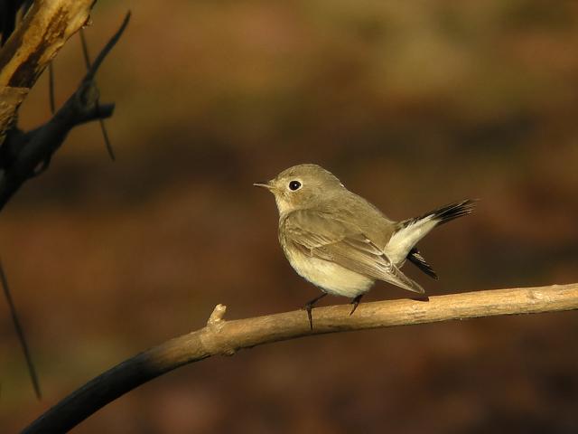 �I�W���r�^�L