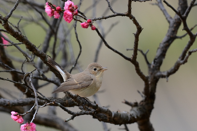 �I�W���r�^�L