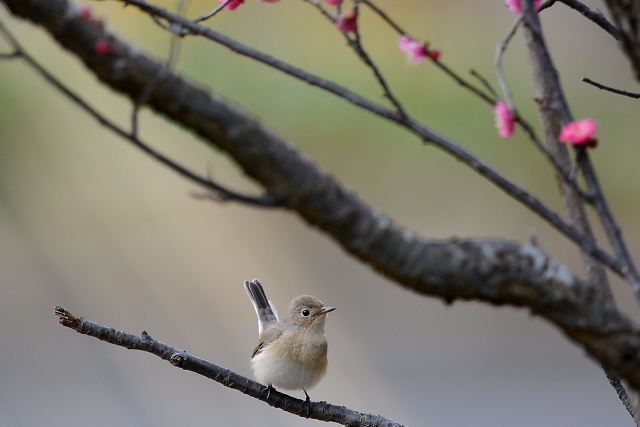 �I�W���r�^�L