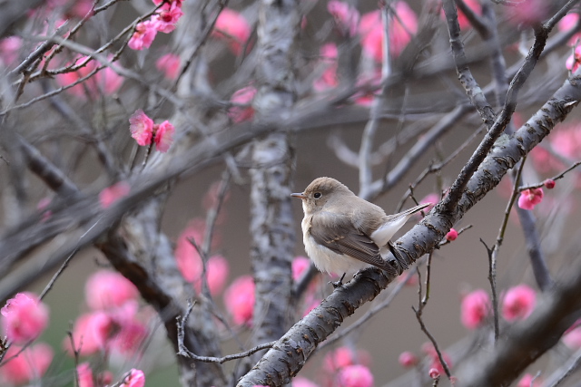 �I�W���r�^�L