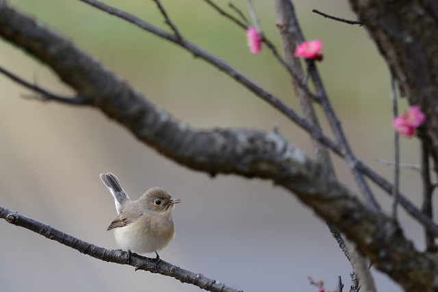 �I�W���r�^�L