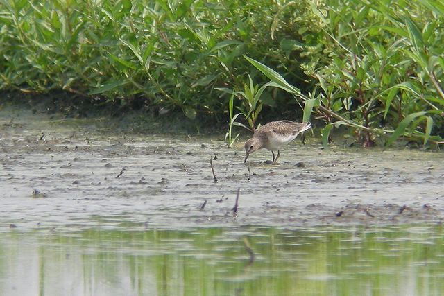 �I�W���g�E�l��