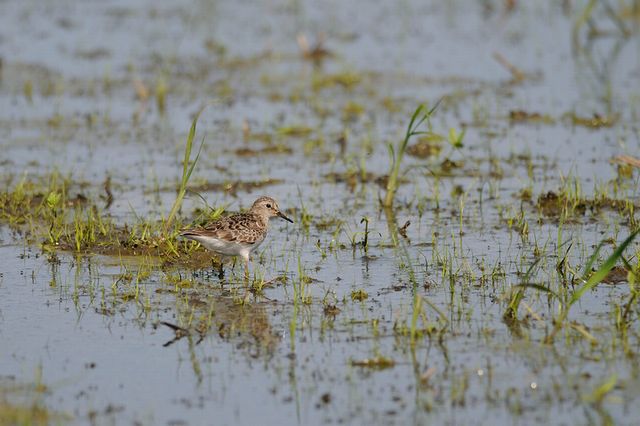 �I�W���g�E�l��