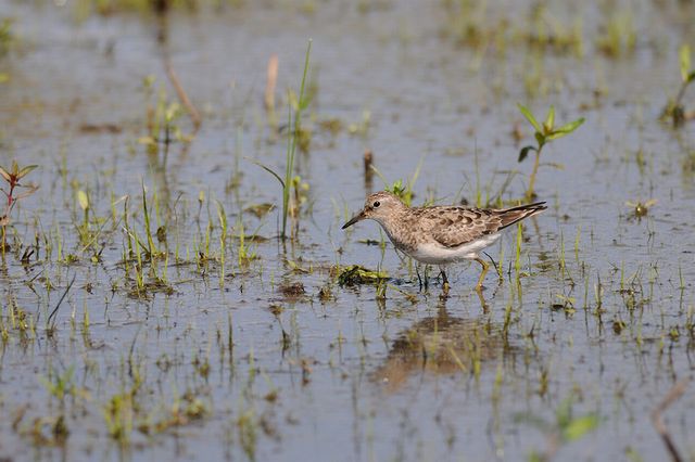 �I�W���g�E�l��