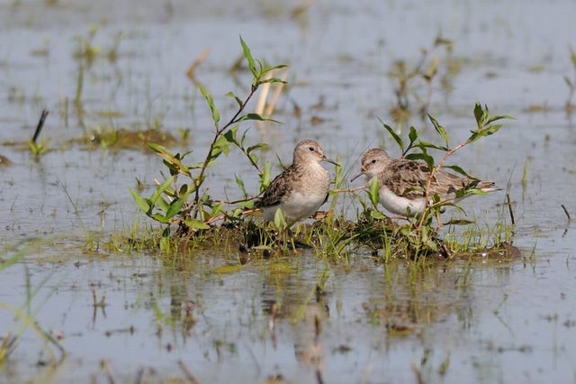 �I�W���g�E�l��