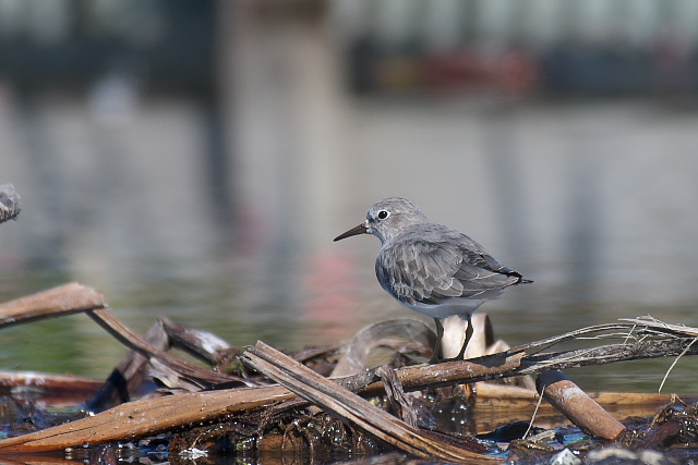 �I�W���g�E�l��