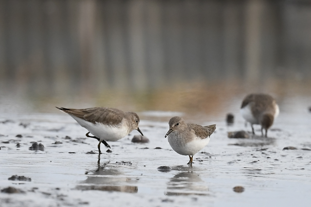 �I�W���g�E�l��