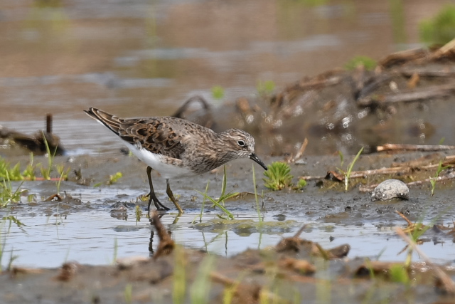 �I�W���g�E�l��