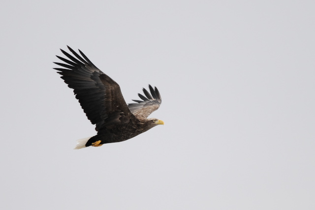 �I�W�����V