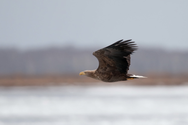 �I�W�����V