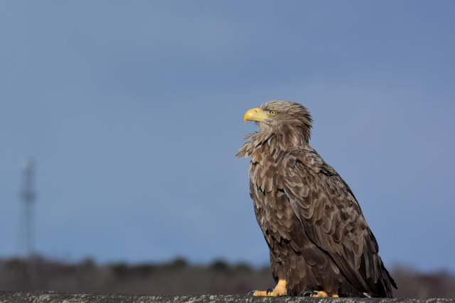 �I�W�����V