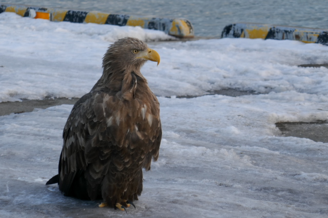 �I�W�����V