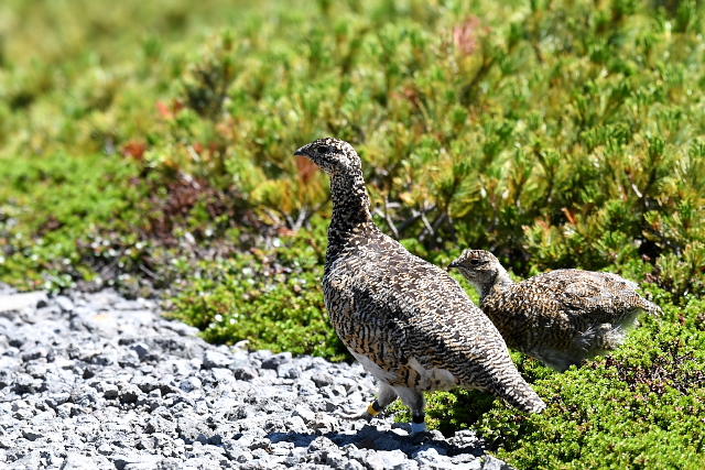 ���C�`���E