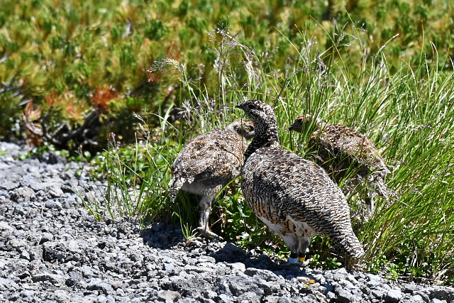 ���C�`���E