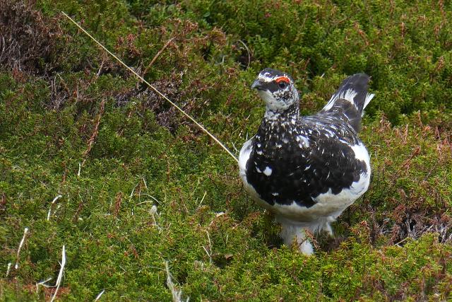 ���C�`���E