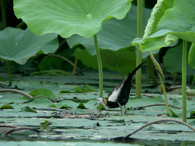 �����J�N