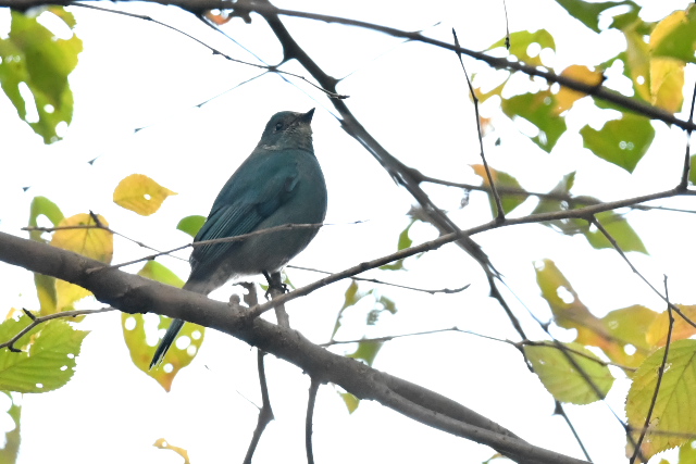 ���N�V���E�q�^�L