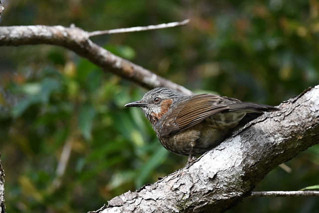 �����E�L���E�q���h�� Hypsipetes amaurotis pryeri