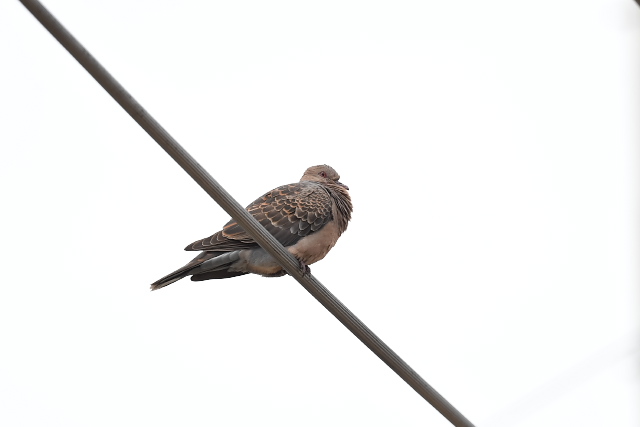 �����E�L���E�L�W�o�g