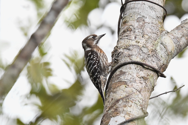 �����E�L���E�R�Q��