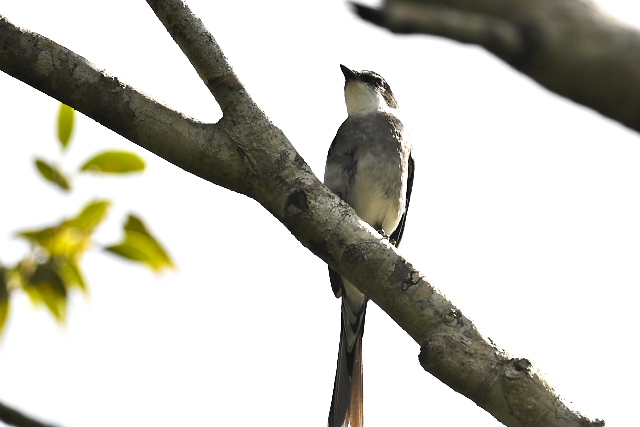 �����E�L���E�T���V���E�N�C