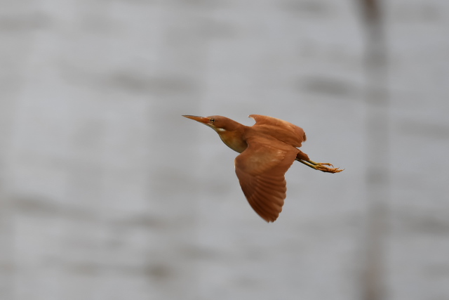 �����E�L���E���V�S�C