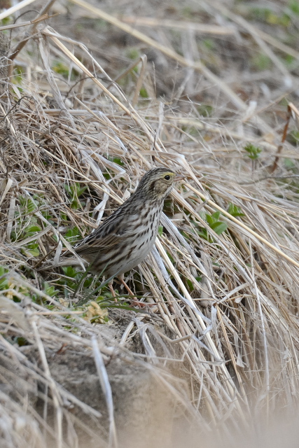 �T�o���i�V�g�h