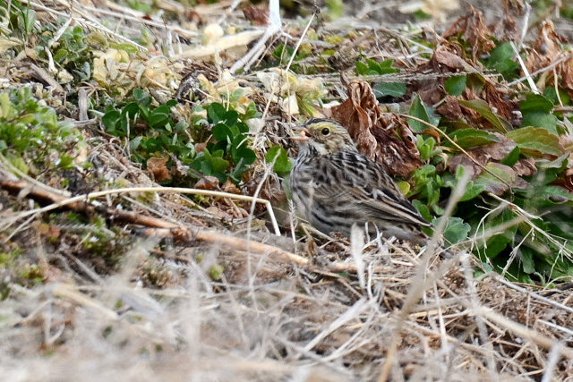 �T�o���i�V�g�h