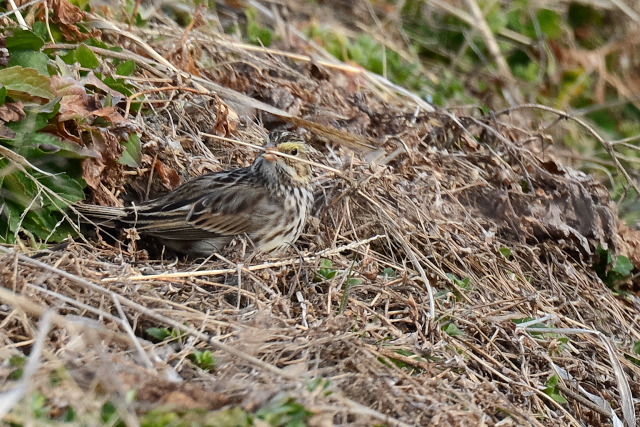 �T�o���i�V�g�h