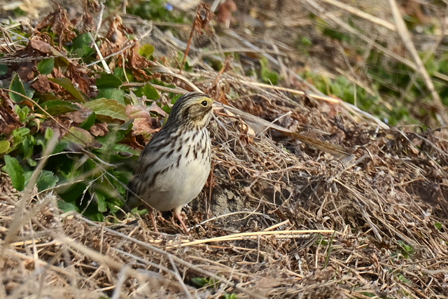 �T�o���i�V�g�h