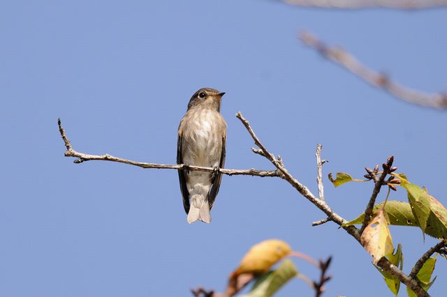 �T���r�^�L