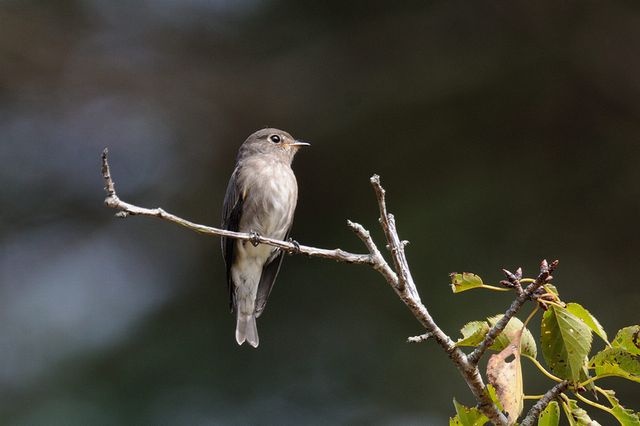 �T���r�^�L