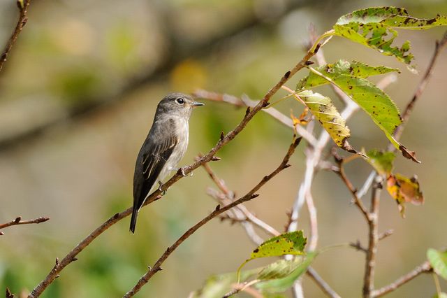 �T���r�^�L