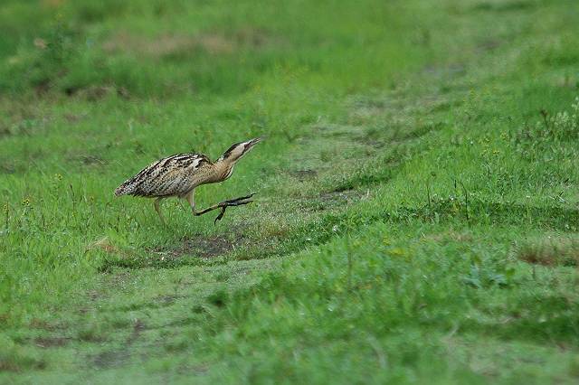 �T���J�m�S�C