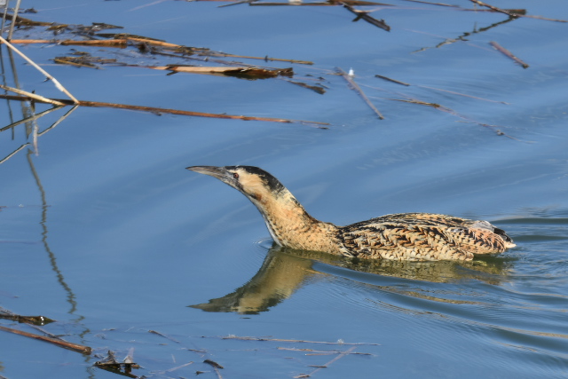 �T���J�m�S�C