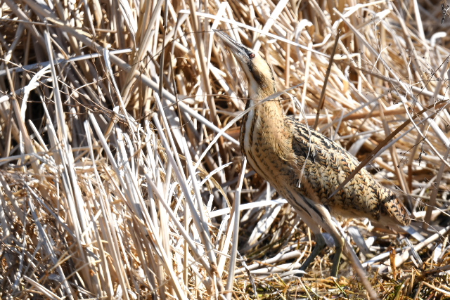 �T���J�m�S�C