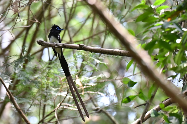 �T���R�E�`���E