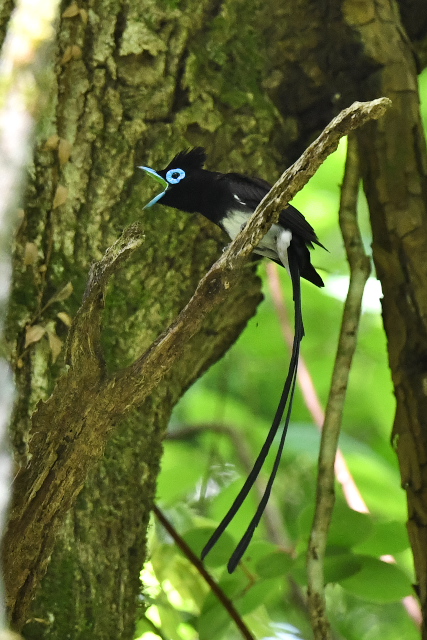 �T���R�E�`���E