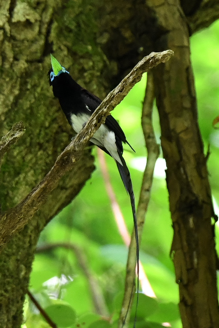 �T���R�E�`���E