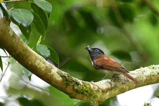 �T���R�E�`���E