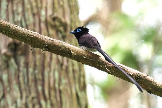 �T���R�E�`���E